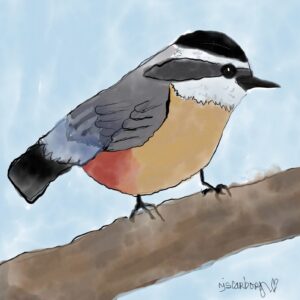 Red-breasted nuthatch
